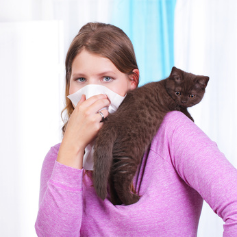 Katzen für Allergiker mit Katzenhaarallergie