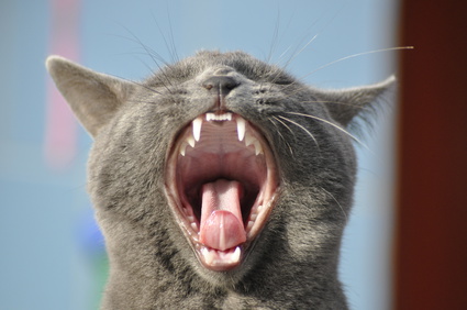 Katzen Zahnpflege